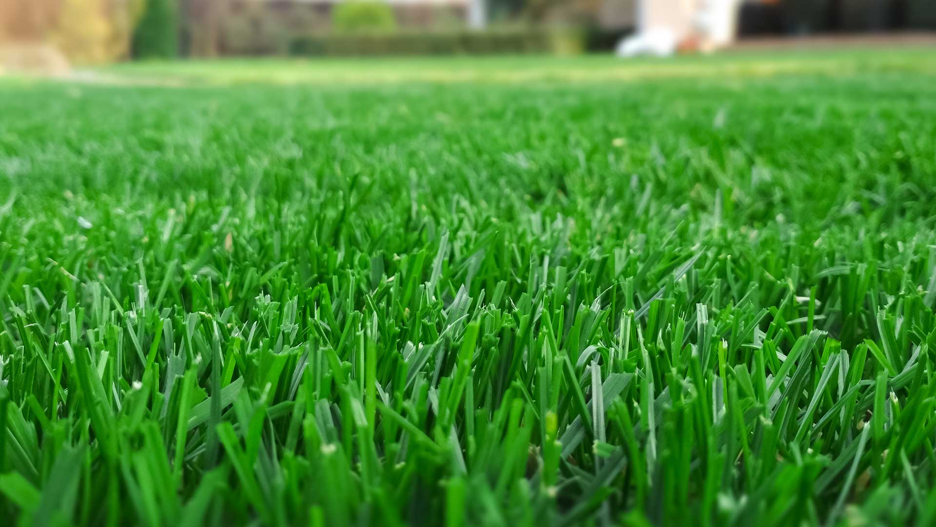 close up of commercial lawn
