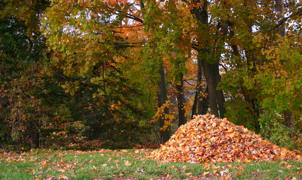 pile of leaves on lawn in Jackson, TN