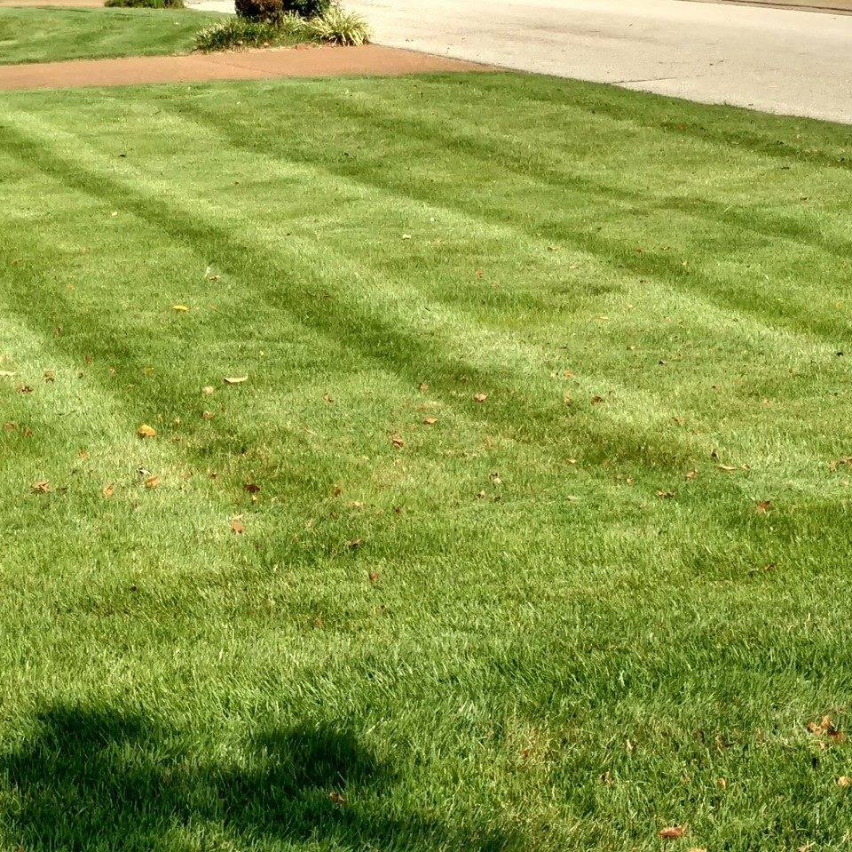 Lawn Maintenance - Grass Mowed