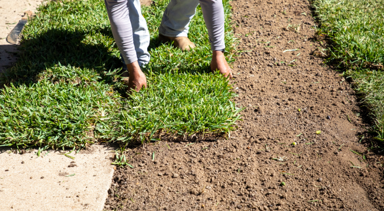 Sod Installation (2)