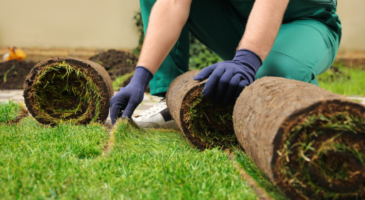 sod grass installation (1)