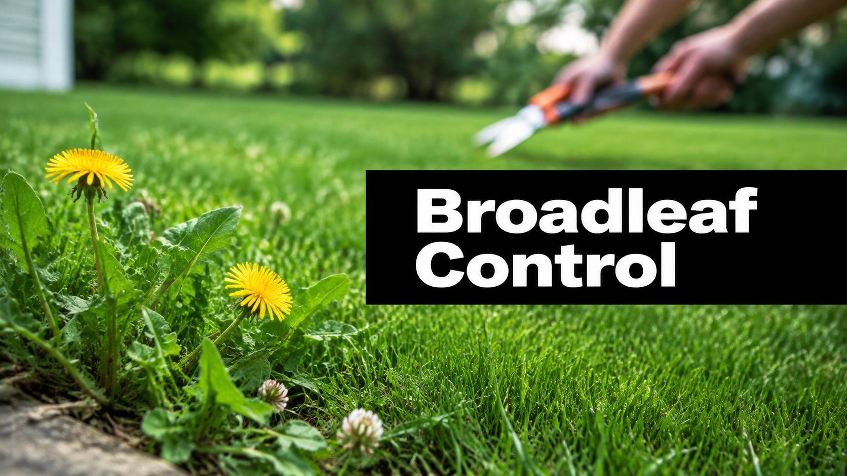 Lawn with dandelions and a person mowing; bold banner reads 'Broadleaf Control' indicating lawn weed management.
