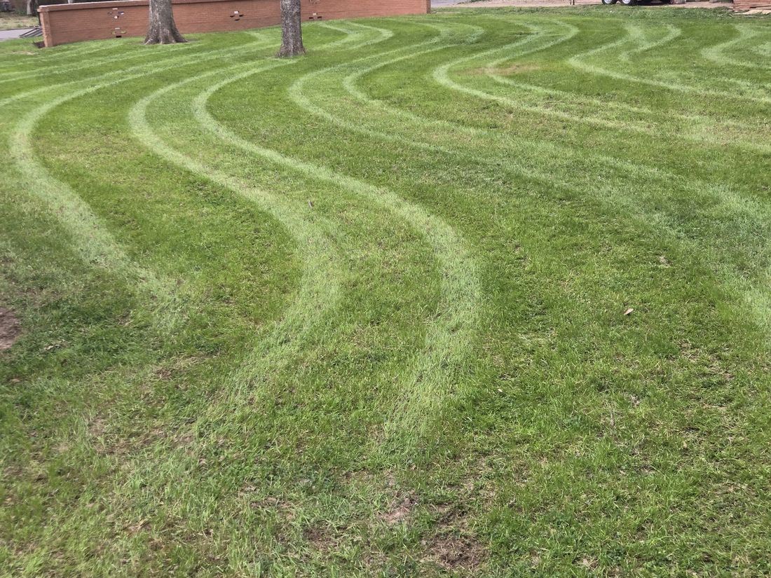 Freshly mowed green lawn with curved mowing stripes