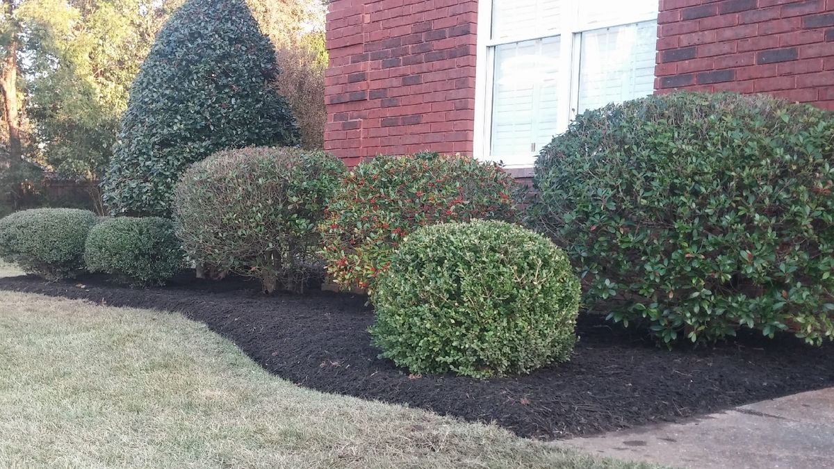 Rounded, neatly trimmed boxwood shrubs in a dark mulch bed along a brick house foundation